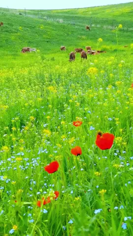 #Nature #flowers #fyp #foryou #scenery #beautiful #healing #travel #traveltiktok 