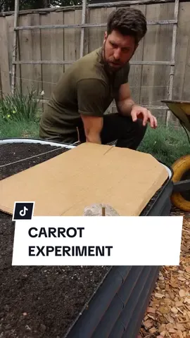 🥕 Want HONKIN' carrots this season!? Comment CARROT on this post and I'll email you my full seed-to-harvest guide! #growingcarrots #howtogrowcarrots 