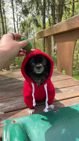 Slide Puddin Compilation 😂🛝 #1jolly1 #pets #joshpuddinanddozer #dogs #tiktok #compilation 
