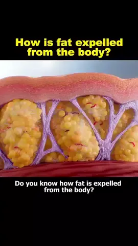 burning of fat #biologylovers❤️ #scienefacts #fypシ゚viral🖤tiktok 