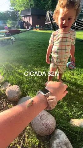 Don’t get me wrong, I HATE bugs… BUT cicadas are coming in strong this summer, so for myself and my kids, I am putting on my brave face and pretending like they are the BEST (while I scream a little) #MomsofTikTok #toddlermom #cicadas #midwestmom #midwest #midwestcicadas #bugs #cicadas2024 #cicadaseason 
