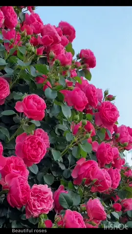 Beautiful roses #nature #beautiful #beautifulview #view #views #sky #flower #roses #flowers #rose 