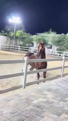 #الخيل_العربي_الاصيل #شخصية #كاريزما #ASPARTEX #الخيل_وجماله #خيول_جمال #اكسبلورexplore 