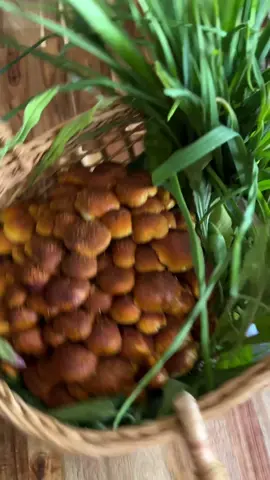 It’s been a while since I showed a farmers’ market haul! 🧺 But now that spring is in full swing I’ve been going every week! 🌱  📍 @bcfm  🍄‍🟫: @mycocosm_mushrooms  🧄: @monroeorganicfarm  🪴 : @masaseedfoundation  #farmersmarket #lowwaste #slowliving #denver #boulder #urbanfarming #lowwasteliving #zerowaste #eattherainbow 