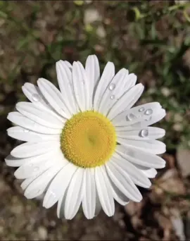 Cennet kokulum 🌼🌼🌼