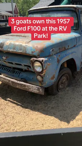 3 goats own this 1957 Ford F100 at the RV park! #rvlife  
