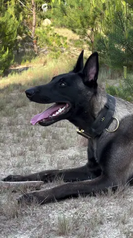 #malinoi #malinois #malinoisdog #malinoisoftiktok #malinoispuppy #malinoislovers #belgianmalinois #dog #dogsoftiktok #dogs #doglover #puppy #puppylove #puppylove #puppytiktok #pourtoi #parati #foryou 