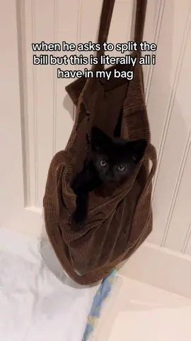 #catsoftiktok #kittensoftiktok #cattok #catrescue #fosterkittens #straycats #kittenrescue #kittenseason #catdistributionsystem #babykitten 