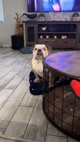 Its literally all about him. #sarge #bulldogsoftiktok #bulldog #englishbulldog 