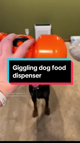 Would your dog like this? 