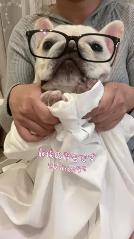 呀咧呀咧🎵🙂‍↔️ 被呀咧呀咧洗腦到一個不行 有夠魔性xd  #陳77的肚臍🐶💕 #法鬥の日常 #法鬥 #斗宅 #frenchie #bulldog #frenchbulldog #法國鬥牛犬 #