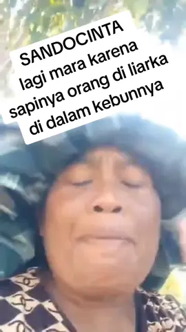 sandocinta part berikutnya #sandocinta #sando #petaniindonesia🇮🇩🇮🇩🇮🇩🌿🌿 #ternasapi #sapi #sapiqurban 