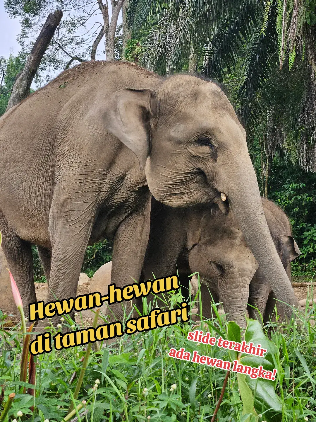 slide terakhir ada hewan langkaaa