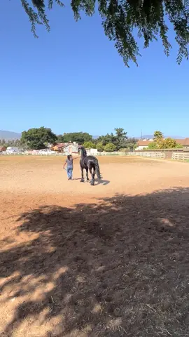 zultan 🐎 #friesian #Running #arena #foryou 