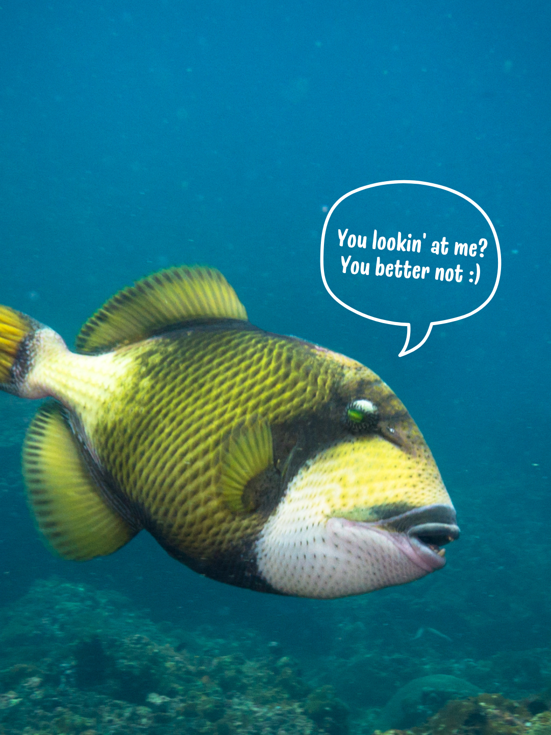 Titan Triggerfish: Basically the chihuahua of the reef. Small but mighty! #memestiktok #meme #funnyvideos #funnyanimal #fish #diver #titantriggerfish #triggerfish