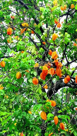 Nhớ hồi đó hay leo trèo hái khế vui ghê màà giờ leo ko nổi nữa rồi😂😂🌾🌾🌾#mientay #khe #trai #mientayquetoi #xuhuong #canhdep #tiengiang 