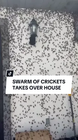 Afraid of things creepy and crawly? Well, look away now. Residents in Nevada have shared footage of the exterior of their houses covered in thousands of crickets. The flightless insects have reportedly been swarming the U.S. state of Nevada for the past week, creating issues for homeowners, farmlands, and businesses. The U.S. Department of Agriculture warned that the spread of these Mormon crickets could bring economic and ecological damage. What would you do if you saw this outside your house? Let us know in the comments. #Mormocrickets #Crickets #Nevada #Insects #Swarm #USA 