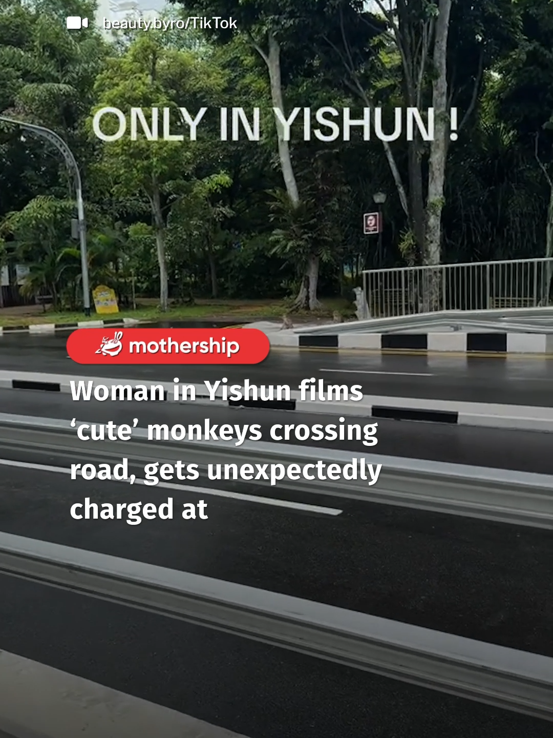 The monkeys started chasing her for no apparent reason. #tiktoksg #animal