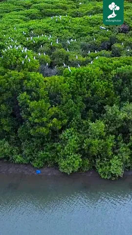 Melalui hutan mangrove, Indonesia bisa menjadi pahlawan dunia dalam mengatasi permasalahan krisis iklim yang terjadi saat ini, lho! Kira-kira kenapa bisa, ya? Yuk, langsung aja tonton video berikut ini untuk mengetahui informasi selengkapnya! #LindungiHutan #Mangrove #HutanMangrove #EkosistemMangrove #KrisisIklim #PerubahanIklim #PemanasanGlobal #BersamaMenghijaukanIndonesia