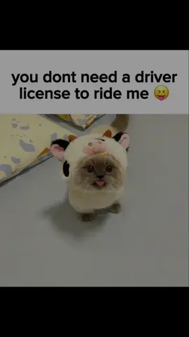 California gurls 😝😝 #edit #cat #cattok #xiaojiecat #xiaojie #katyperry #relatable 
