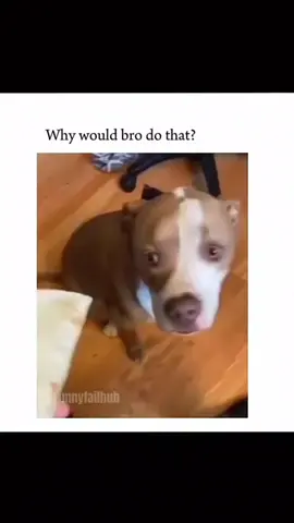 Funny and cute dogs compilation 🤣… #funnydog #funnypet #cutedog #dogsoftiktok #doglover #dog 