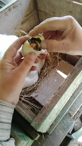 Have you ever seen a duck hatch from an egg? 🐣 This little guy is breaking free and starting his adventure! How cute is this? Tag someone who needs to see this tiny miracle! @Ștefanuț Molocea 📸 #foryoupage #fyp #cuteanimals #ducklings #nature #viral #duck #ducks