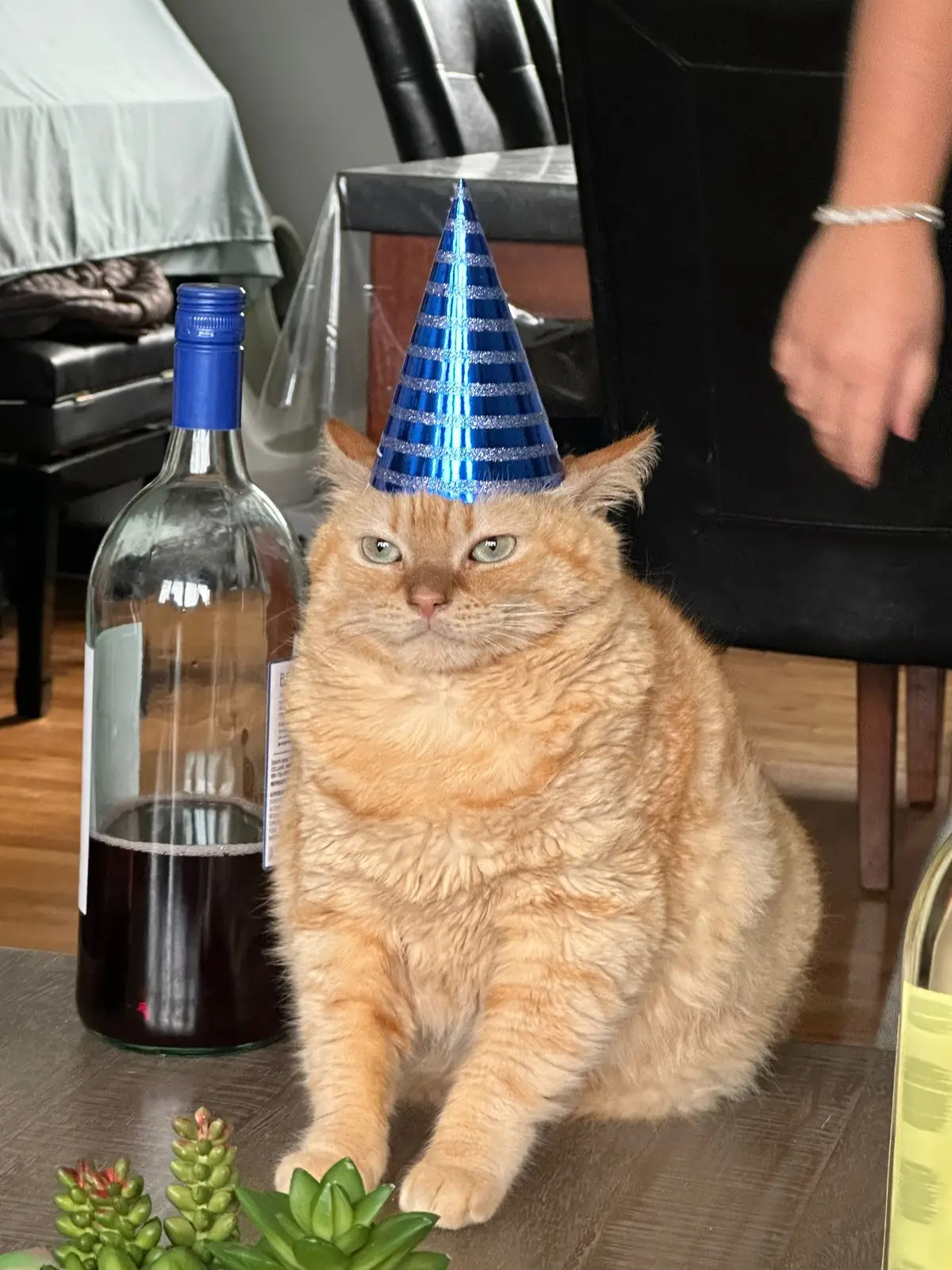 Celebrating Uncle Chonk’s bday and Timmy showed up!! ✨#fyp #kittensoftiktok #fypシ #babyboy #newyork #catlovers #longisland #catloversoftiktok #babytok #longislandnewyork #cats #catsoftiktok #cattok #funnycatsoftiktok #kitty 