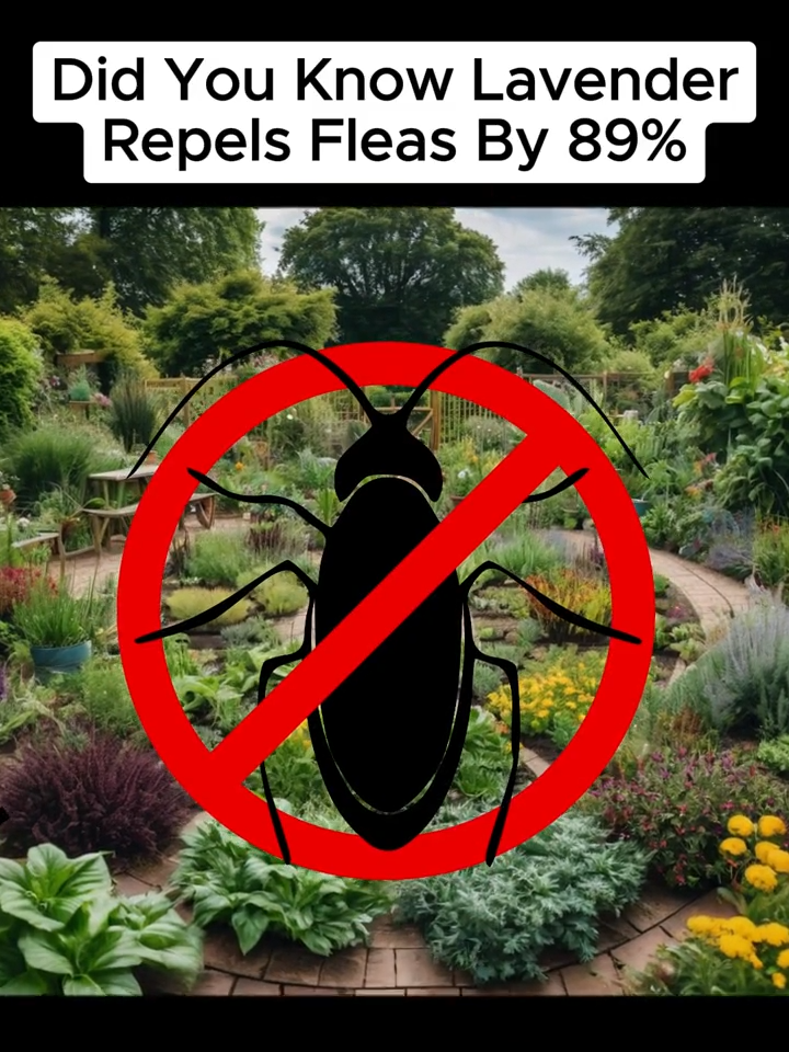 🌿 Nature's Pest Patrol: 8 Plants to Grow for a Bug-Free Garden 🐞 Embrace nature's wisdom and cultivate a lush, pest-free paradise with these eight powerful plant guardians. From aromatic herbs to vibrant blooms, each one packs a punch against unwanted garden visitors, allowing your precious plants to thrive without harm. 🌱 Basil: The Mosquito's Worst Nightmare 🌿 Lavender: The Pretty Purple Pest Repellent 💜 Marigolds: Vibrant Bloomers with a Protective Punch 🌼 Garlic: The Allium Ally Against Beetles and Aphids 🧄 Catnip: Not Just for Feline Friends 🐱 Onions: The Sulfuric Sentinel of the Garden 🧅 Rosemary: The Pungent Pathway Protector 🌳 Chrysanthemums: The Powerhouse Pyrethrum Producers 💐 Embrace nature's wisdom and let these eight guardians stand watch over your garden, creating a harmonious sanctuary where your plants can flourish without fear of pests. Cultivate your own natural defense force and enjoy a bountiful, bug-free oasis! 🌺 #gardenpests #gardeninghacks #gardeningtips #DidYouKnow #homesteading #gardening #homestead