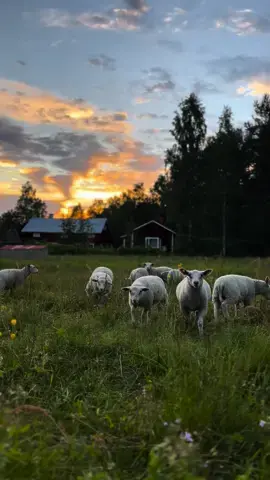 Shaun the Lamb and company #Outdoors #foryoupage #foryou #aesthetic #nature #finland #aestheticvideos #sheep #sheepoftiktok #sheepdog #sheeps #sunset #sunsetlover #lapland #naturevibes 