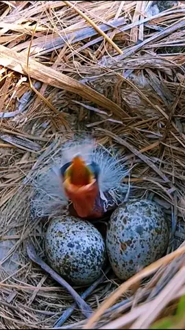 Baby bird so cute #🦜 #bird #birds #birdsoftiktok #birdslove #babybirds #animals #nature #foryou #cute #oiseau #wildlife #fledgling #wildanimals #france #poor 