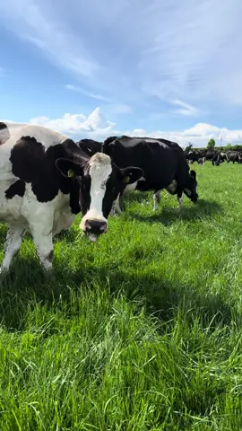 Is there any better sound! 🌱☀️ #grasstomilk #farmlife #teamdairy #grazing 