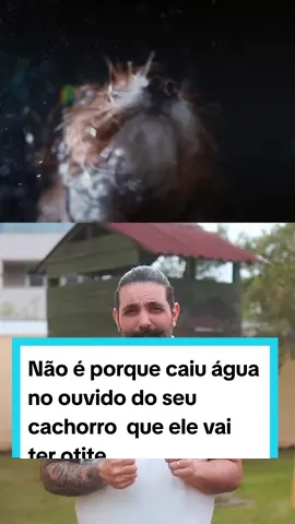 Quer saber mais sobre otite em cães??  Então vamos lá, pessoal! Alguns sinais são muito importantes para ficarmos atentos como:  ✔️Sacudir muito a cabeça  ✔️Coçar as orelhas  ✔️Cera escura  ✔️Mal cheiro no loca l ✔️Vermelhidão Se seu bebê está com algumas desses sinais é importante levar ao veterinário, pois é bem provável que esteja com otite.  E, por incrível que pareça, a maioria das otites começa por alergia. Se seu filho de quatro patas tem otite recorrente eu recomento fazer um exame chamado “cultura e antibiograma”.  Alguns fungos e bactérias são resistentes a medicamentos que usamos no dia a dia e com esse exame a gente sabe qual vai ser mais sensível para atacar o tipo de infecção está ali.  #veterinario #medicoveterinario #medicinaveterinaria #medvet Download Now:
