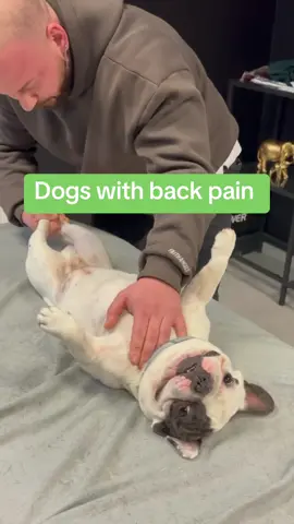 Dogs with back pain… • • • #chiropractortiktok #hundevideos #foryou #dogsoftiktok #dogs #asmr #hundeliebe 