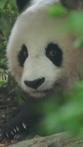 It’s not goodbye#cutepanda #panda 