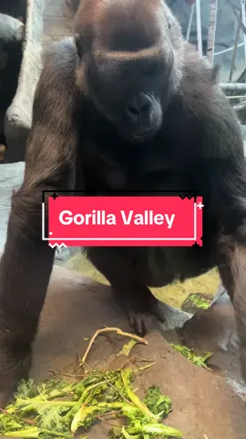 #gorillavalley #omahanebraska 
