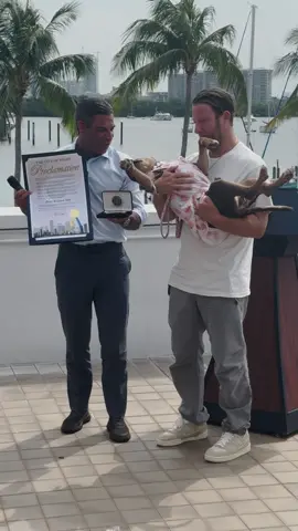 Today is #nationalrescuedogday In honor of this very special day I was given the bone to the City of Miami by @francissuarez and May 20th will forever be known as Miss Peaches day in Miami! My Papa and I are truly humbled by this honor. Hopefully this helps more of my friends find their forever homes (thanks again to @FUR_RESCUE_FASHIONS for dressing me for this special day) #misspeaches 