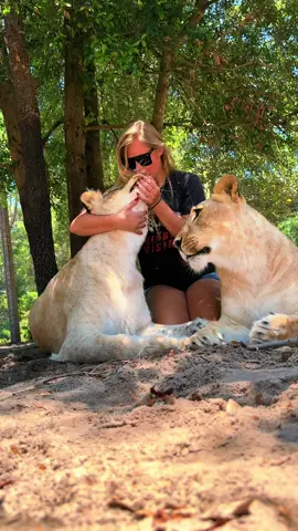Sarabi & Sahara love ❤️ #NOTpets #lion #lions #lionlove #lioness #Love #bigcat #bigcats #cat #cats #animal #animala #wow #amazing #fl #florida #fyp 