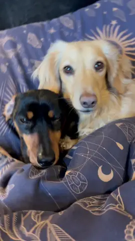 Our human, every morning ⏰🙈😂⁣ Happy Monday guys! #miniaturedachshund #ilovedogs #dachshund #sausagedog #dackel #doxie #fyp #dogs #pups #teckel #dogsoftiktok #puppy #dachshundpuppy #wienerdog #wiener #ilovemydog #mondaymotivation #mondayagain #monday 