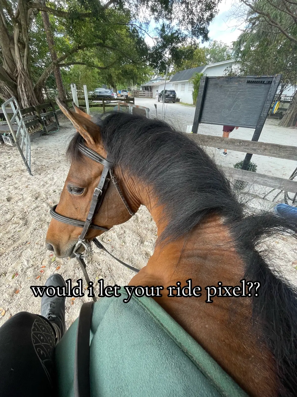 would i?? pls dont get offended shes hard 🙏🙏 #horseriding #equestrian #hunter #jumper #youngequestrian #foryou #tiktokunshadowbanme #newforestpony #picklelover #mare 