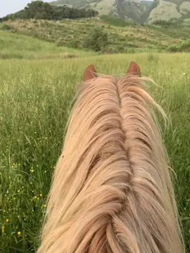♥️#italy #calabria #tiktok #horse #nature #verbicaro #relax 