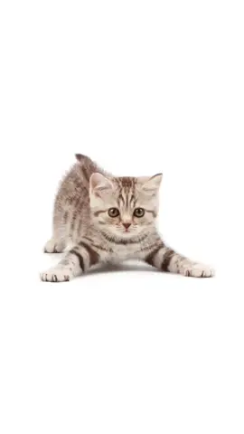 #fyp #fypシ #KITTY #Cute #playing #hunting #whitebackground #background #white 
