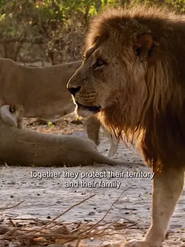 #africasdeadliest #lion #cheetah #tiktok 
