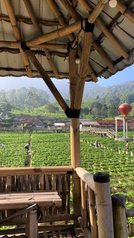 Pagi ini moyan di @dusunstrawbery_walini  wisata Petik strawberry Sendiri dan Villa Cottage Private pool Air panas Di Ciwidey Bandung #ciwidey #bandung #longervideos 