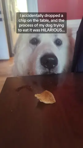 Wait until you see how he actually got it though 🤣🤣🤣 #RoadTo15M #Pubity  (Laurena Bernabo via ViralHog)