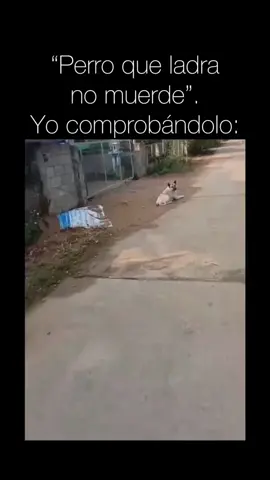 🤣🤣  #😂 #🤣🤣🤣 #umor #chistes #rieteconmigo #risas #risastiktok #perrosgraciosos #perrosdivertidos #perrostiktokers 