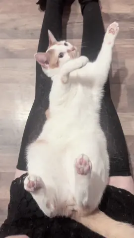 meow meow 