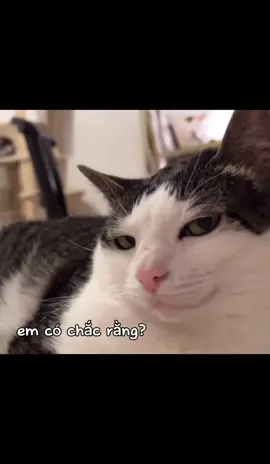 em có chắc? #xuhuong #trendingvideo #vuichutchut #trending #fyp #cat #catmusic 