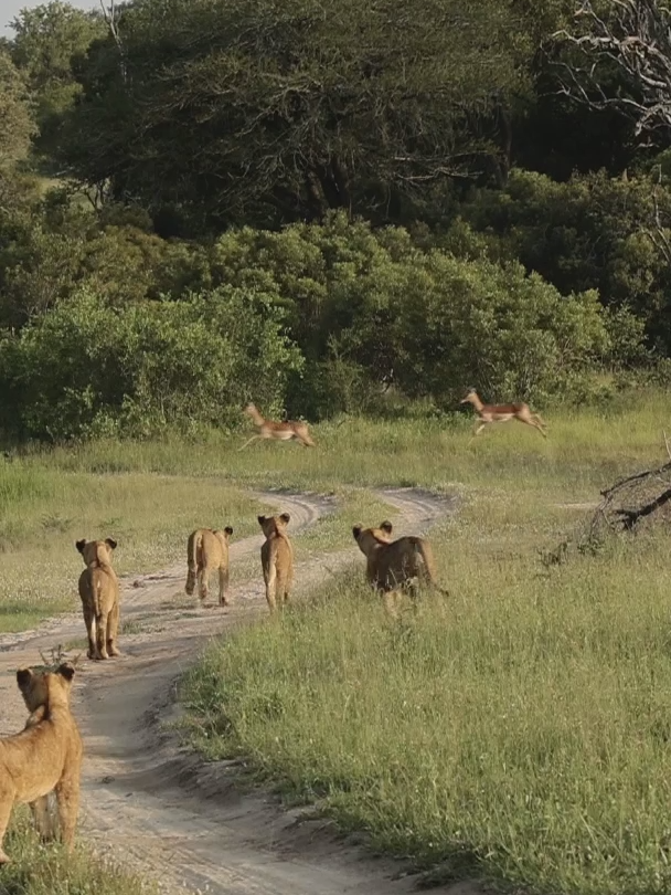 Watch Lion Cubs Attempt Their First Hunt on a Herd of Impala 🦁✨ #lion #lioncub #wildlife #southafrica #safari #babyanimals #londolozi