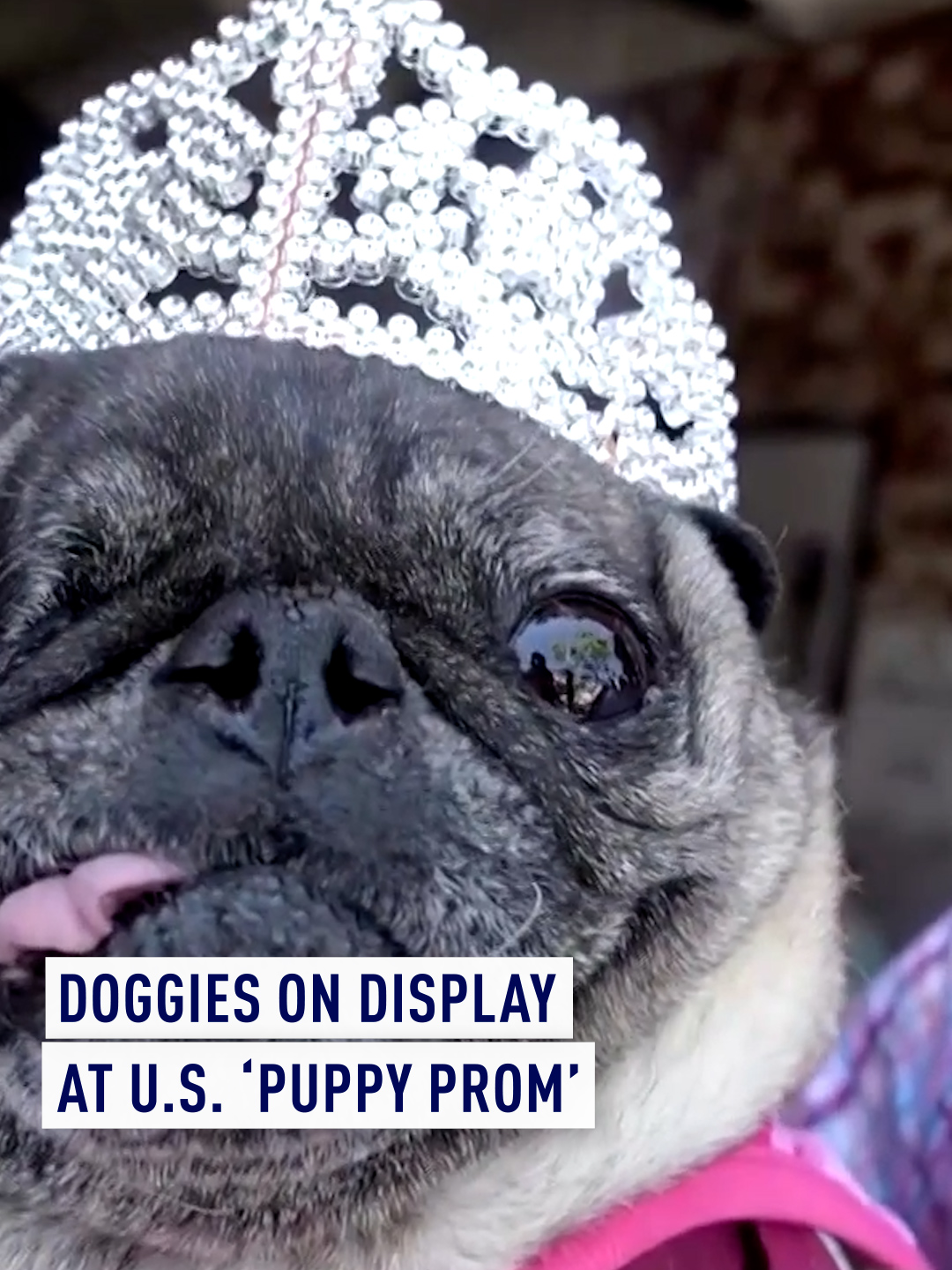 A ‘Puppy Prom’ has taken place in the U.S. with pooches dressed to impress in dazzling outfits. They take part in a catwalk display then the king, queen, prince and princess of the prom are crowned.  Sir Fritzle von Vicious was crowned king and the queen title went to  Dazzling Sparkle. #dogs #puppies #puppyprom #prom #SanDiego #usa