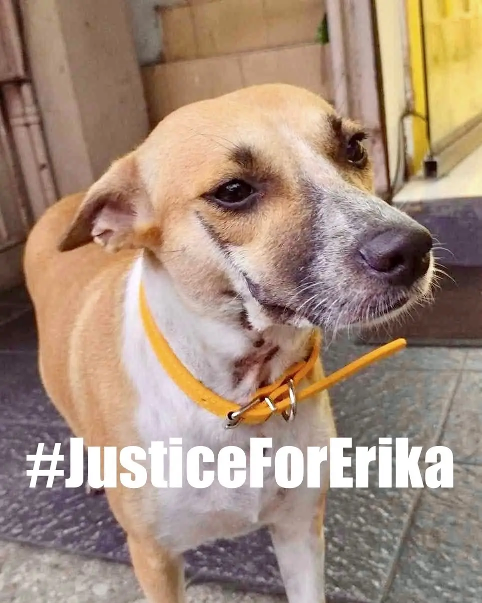 JUSTICE FOR ERIKA. Jung Seongho, the Korean charged with animal cruelty for stabbing aspin Erika to death on March 9, 2024, was arrested again on May 10, 2024 on the following charges: Alarm and Scandal, Assault on a person of authority, and Malicious Mischief. PAWS is currently helping witnesses with Erika’s case— a crime which occurred around the same week as the Killua-killing case.  Erika, a gentle stray aspin, frequented the restaurant owned by witnesses in Malate, Manila and was eventually adopted by them to be the establishment’s official “greeter”. On that fateful day, Seongho went on a rampage and stabbed Erika after being bitten by another stray dog.  Thanks to the quick action of concerned citizens who called the police immediately after the stabbing incident, the dog killer was apprehended and arrested on the spot.  *** An animal doesn’t need to be “owned” to be a victim of cruelty. Violation of the Animal Welfare Act is not about the value of the dog as “property”.  At the hearing on May 20, 2024, one of the witnesses was asked about his proof of ownership of Erika and the fact that Erika had no monetary value. The witness replied, “Erika isn’t property, but a companion animal.” “Laging sumasalubong si Erika sa lahat and pinaparamdam niya na thankful siya for being taken in and for being given food. Walang monetary equivalent yun.” Run in paradise, Erika. 🐕🐾🤍 ——— If you are a witness to animal cruelty, your swift action is crucial. Report the incident to authorities immediately. We also urge you to take legal action by filing a case. PAWS can help.  Learn how to file a case against animal offenders at paws.org.ph/prosecution #JusticeForErika #EndAnimalCruelty * Video on the incident by PhilStar here: https://www.facebook.com/share/v/tBrU1ueg6UQ4bvs3/?mibextid=WC7FNe * Photos from Facebook, PhilStar